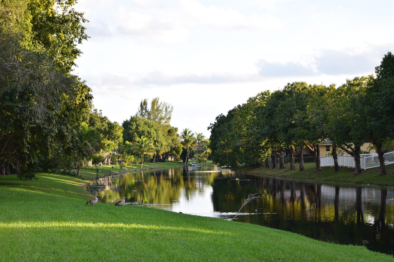 A quiet lake edged by green lawn and shade trees in a Central Florida neighborhood, with geese resting on the grass