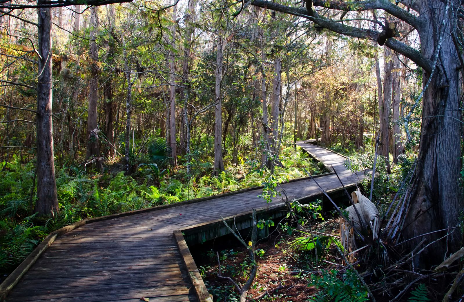 A wooden boardwalk winding through a shady cypress and hardwood swamp forest
