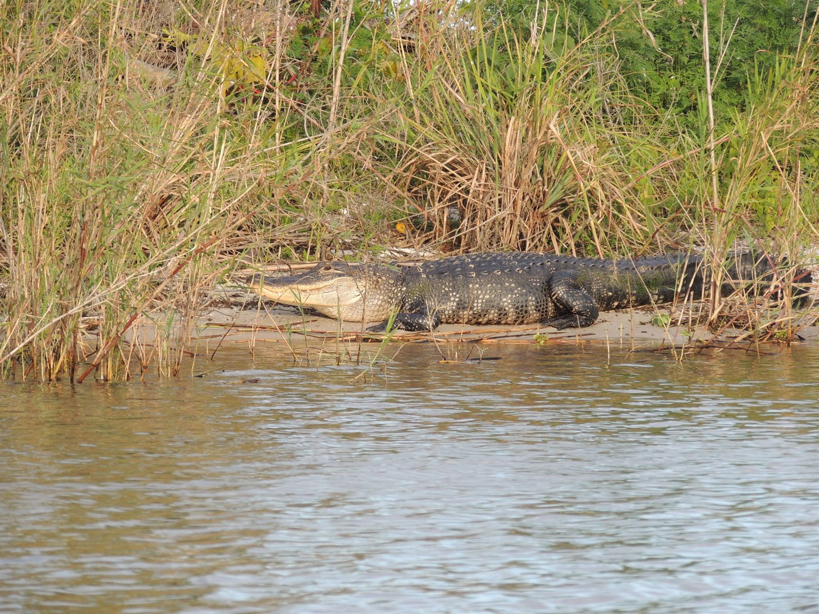 An American alligator resting on a sandy bank among tall grass at the edge of brown river water